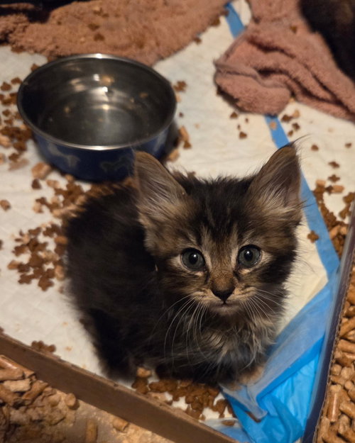 Court Reporter (Available for pre-adoption), an adoptable Domestic Long Hair in Camden, SC