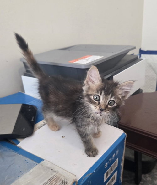 Court Reporter (Available for pre-adoption), Domestic Long Hair, cat for adoption in Rock Hill, South Carolina