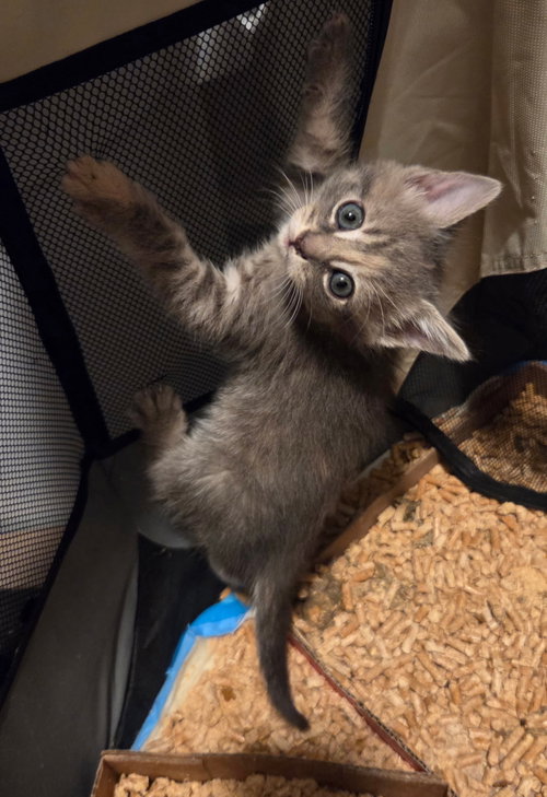 Jury (available for pre-adoption)