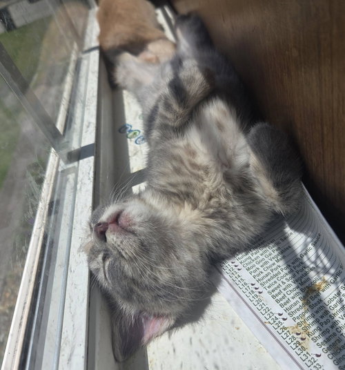 Jury (available for pre-adoption), Domestic Short Hair, cat for adoption in Rock Hill, South Carolina