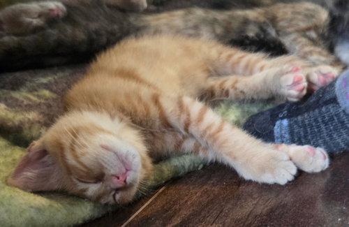 Magistrate (available for pre-adoption), an adoptable Domestic Short Hair in Camden, SC