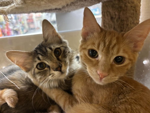 Magistrate, a cat for adoption from Cat Around Town Project