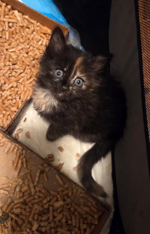 Clerk of Court (available for pre-adoption), an adoptable Domestic Long Hair in Camden, SC