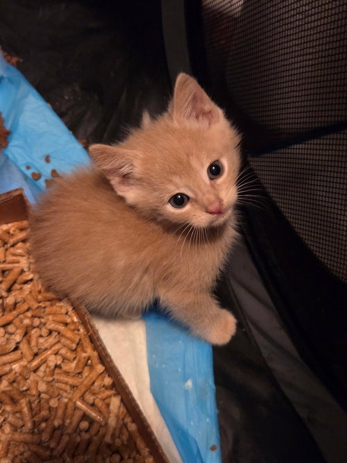 Bailiff (available for pre-adoption)