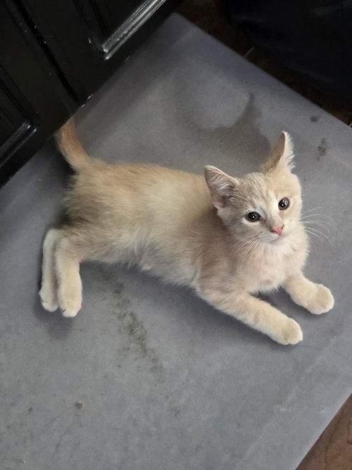 Bailiff (available for pre-adoption), an adoptable Domestic Short Hair in Camden, SC