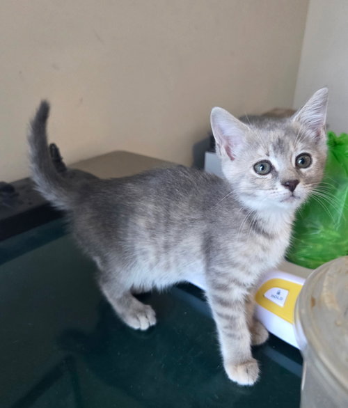 You Deserve Sunshine (available for pre-adoption)