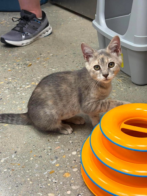 You Deserve Sunshine, Domestic Short Hair, cat for adoption in Rock Hill, South Carolina