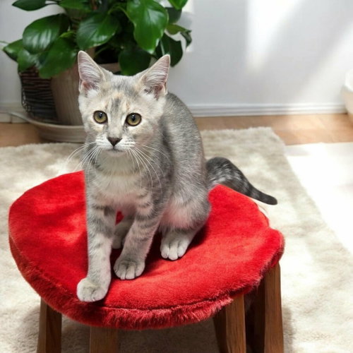 You Deserve Sunshine, Domestic Short Hair, cat for adoption in Camden, South Carolina