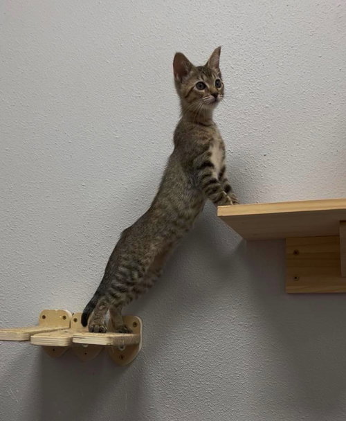 Canadian Wolf Bird, Domestic Short Hair, cat for adoption in Rock Hill, South Carolina