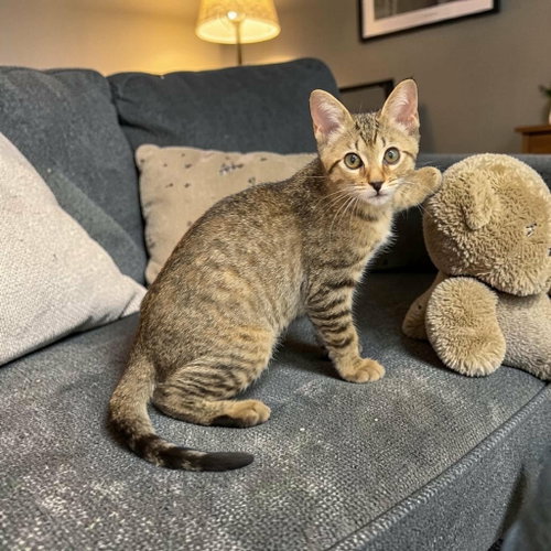 Canadian Wolf Bird, Domestic Short Hair, cat for adoption in Camden, South Carolina