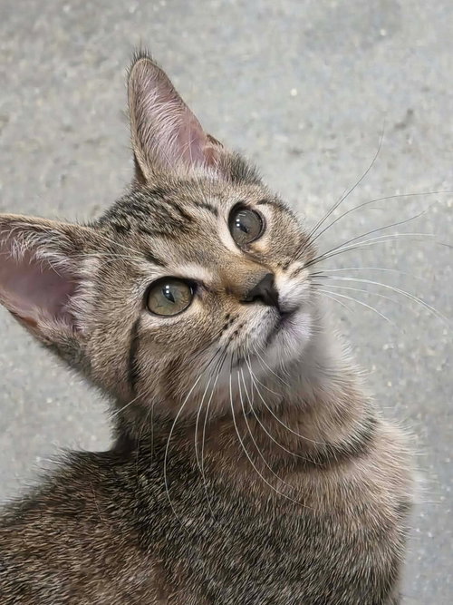 Canadian Wolf Bird, an adoptable Domestic Short Hair in Camden, SC