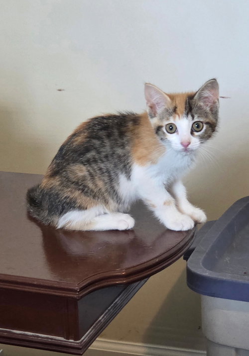 Cold Ginger Ale (available for pre-adoption)