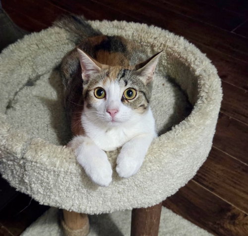 Cold Ginger Ale, a cat for adoption from Cat Around Town Project