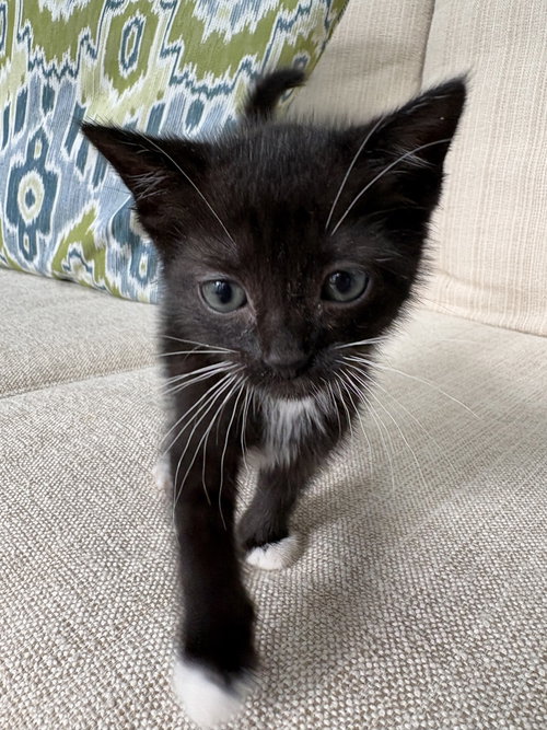 Saluda (available for pre-adoption)