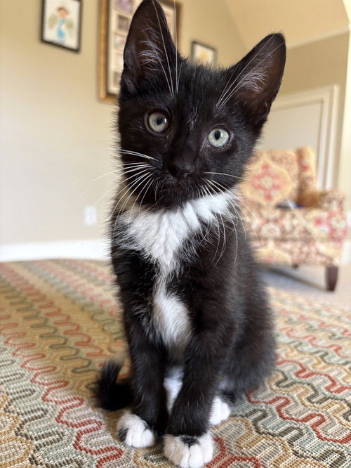 Riverbanks (available for pre-adoption), Domestic Short Hair, cat for adoption in Rock Hill, South Carolina