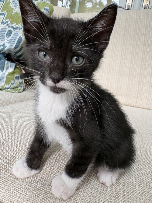 Sesqui (available for pre-adoption)