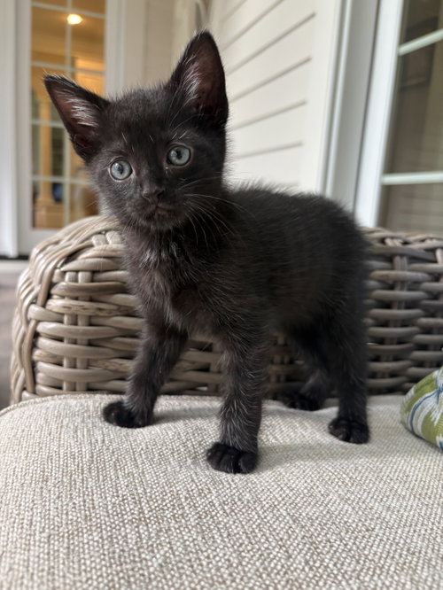 Cola (available for pre-adoption)