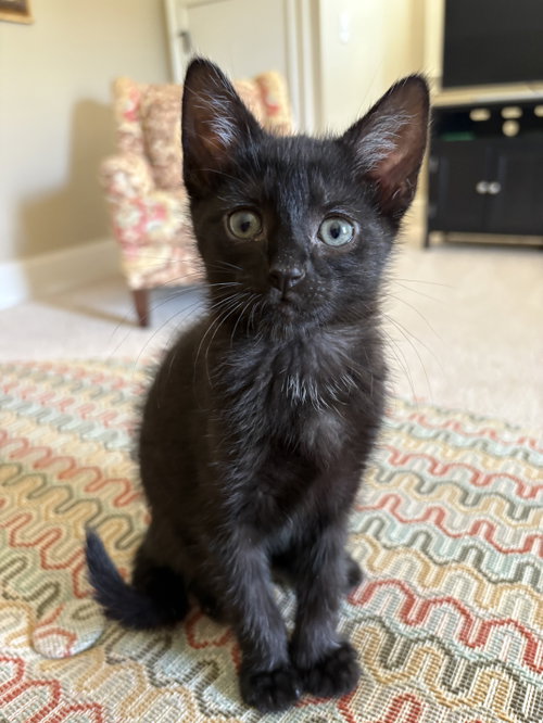 Cola (available for pre-adoption), Domestic Short Hair, cat for adoption in Rock Hill, South Carolina