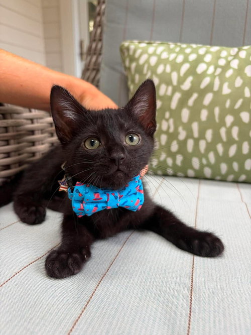 Cola (available for pre-adoption), Domestic Short Hair, cat for adoption in Camden, South Carolina