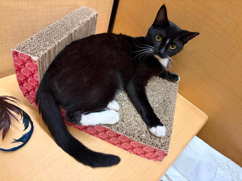 Button, a cat for adoption from Cat Around Town Project