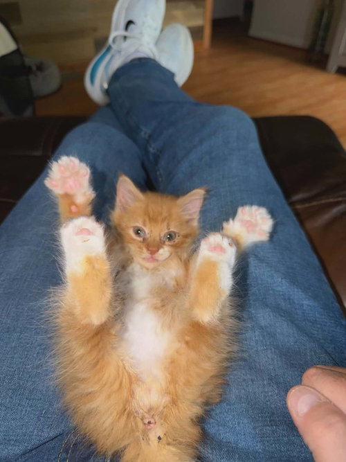 Master Nick Splinter (available for pre-adoption), an adoptable Domestic Medium Hair in Camden, SC