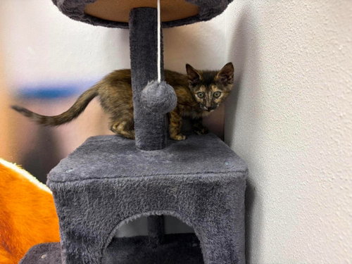 Counselor, Domestic Short Hair, cat for adoption in Rock Hill, South Carolina
