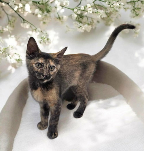Counselor, Domestic Short Hair, cat for adoption in Camden, South Carolina