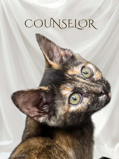 Photo 3 of Counselor