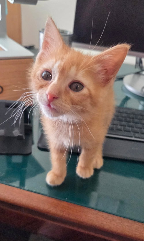 Tuna Melt (available for pre-adoption)