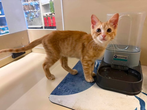 Tuna Melt, a cat for adoption from Cat Around Town Project