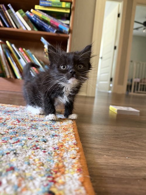 Wackadoo (available for pre-adoption), Domestic Short Hair, cat for adoption in Rock Hill, South Carolina