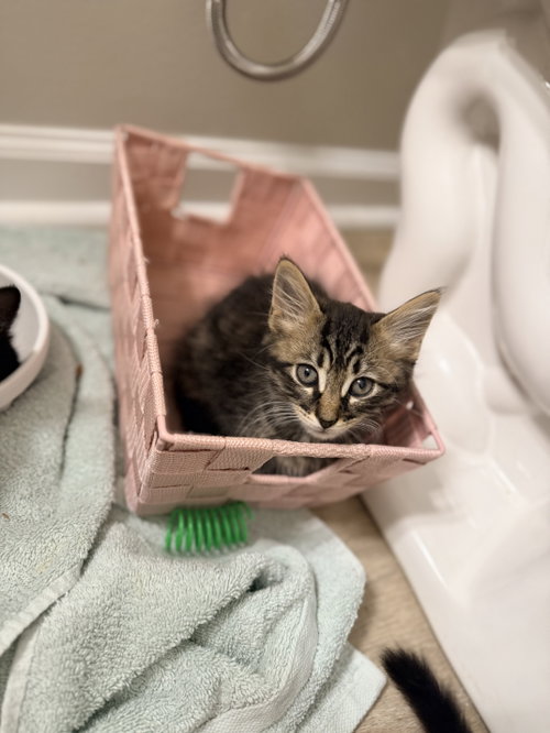Sucker (available for pre-adoption), an adoptable Domestic Long Hair in Camden, SC