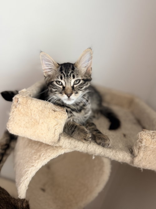 Sucker (available for pre-adoption), an adoptable Domestic Long Hair in Camden, SC