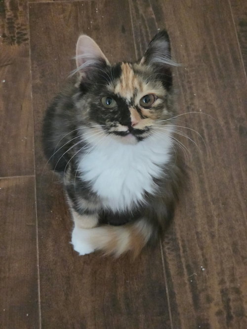 Calico On Duty photo 7