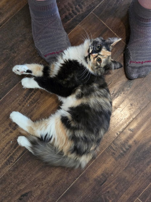 Calico On Duty photo 8