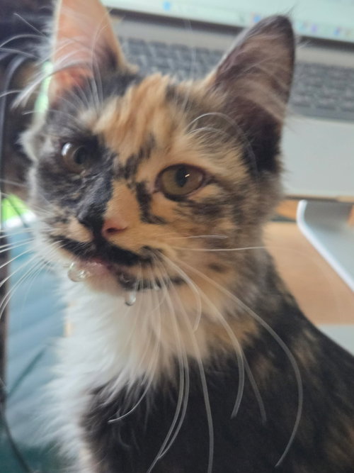 Calico On Duty photo 3