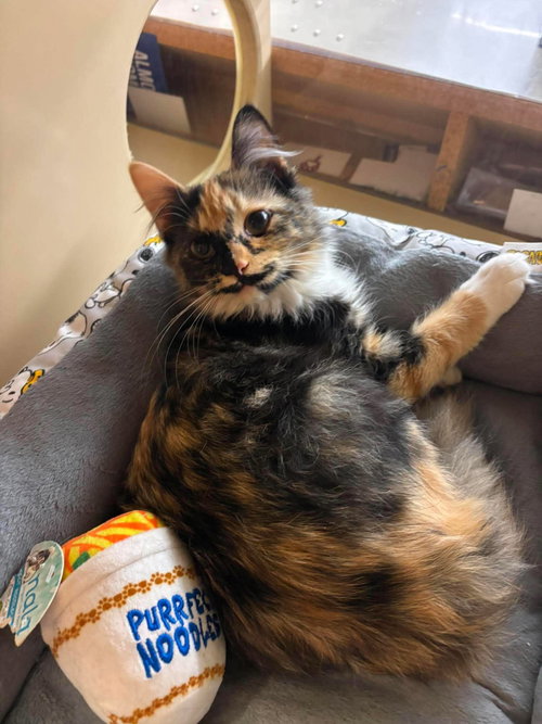 Calico On Duty photo 6