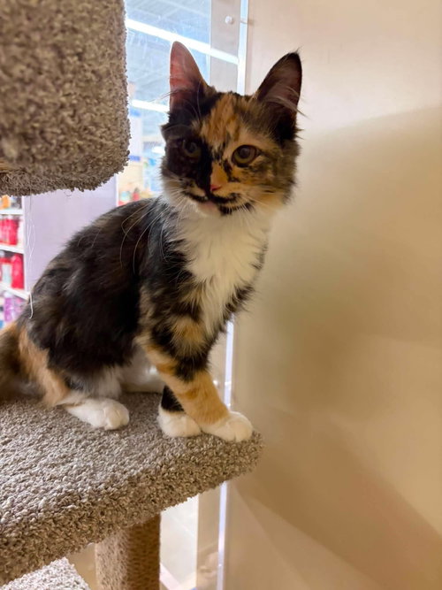 Calico On Duty photo 4