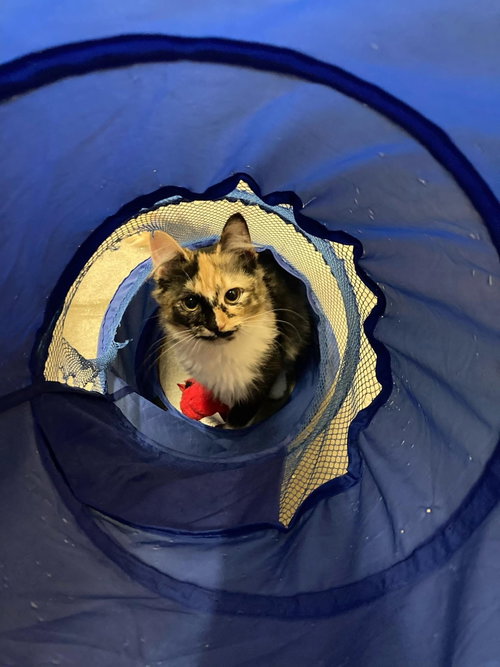 Calico On Duty photo 5