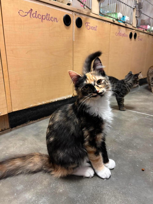 Calico On Duty