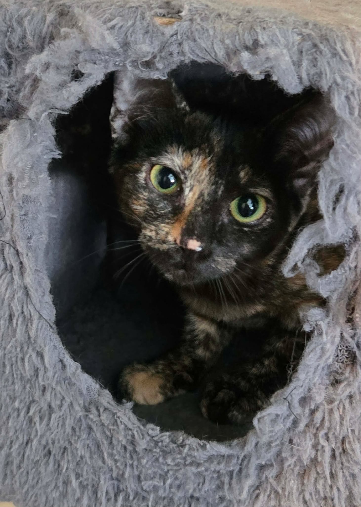 Torti-Feasor, photo 6