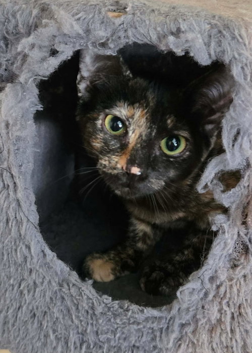 Photo 6 of Torti-Feasor