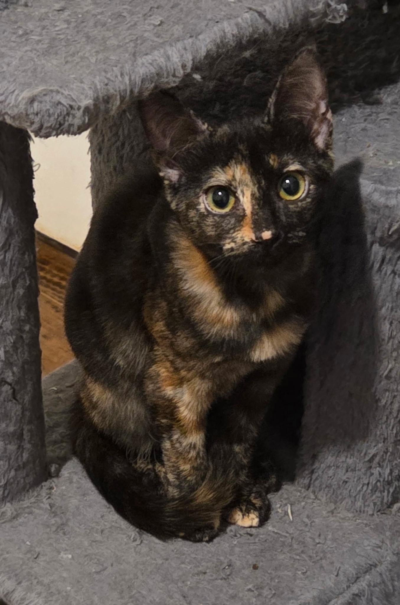 Torti-Feasor, photo 3