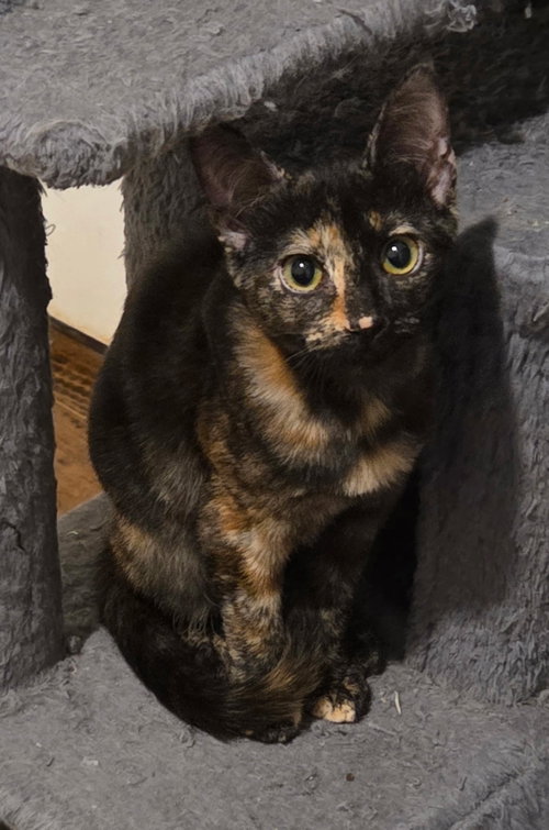 Photo 3 of Torti-Feasor