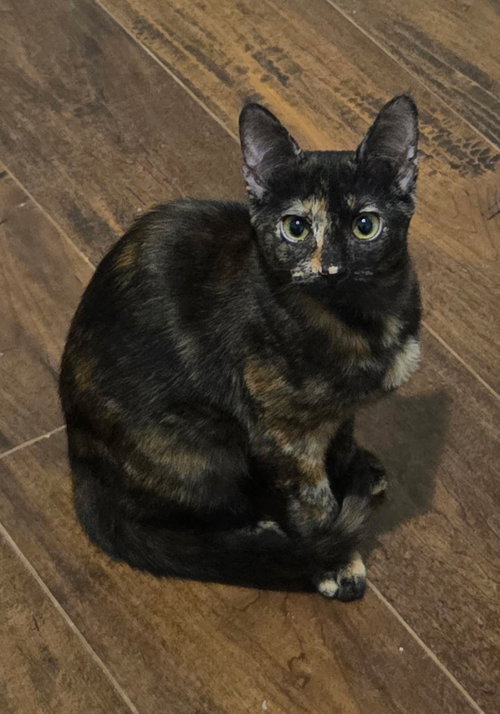 Photo 4 of Torti-Feasor