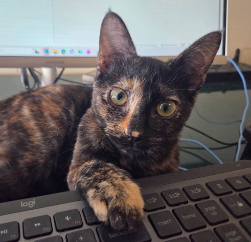 Torti-Feasor, a cat for adoption from Cat Around Town Project