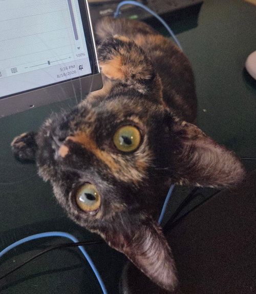 Photo 2 of Torti-Feasor