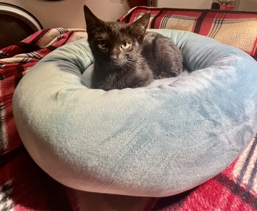 Kenji (available for pre-adoption), Domestic Short Hair, cat for adoption in Rock Hill, South Carolina