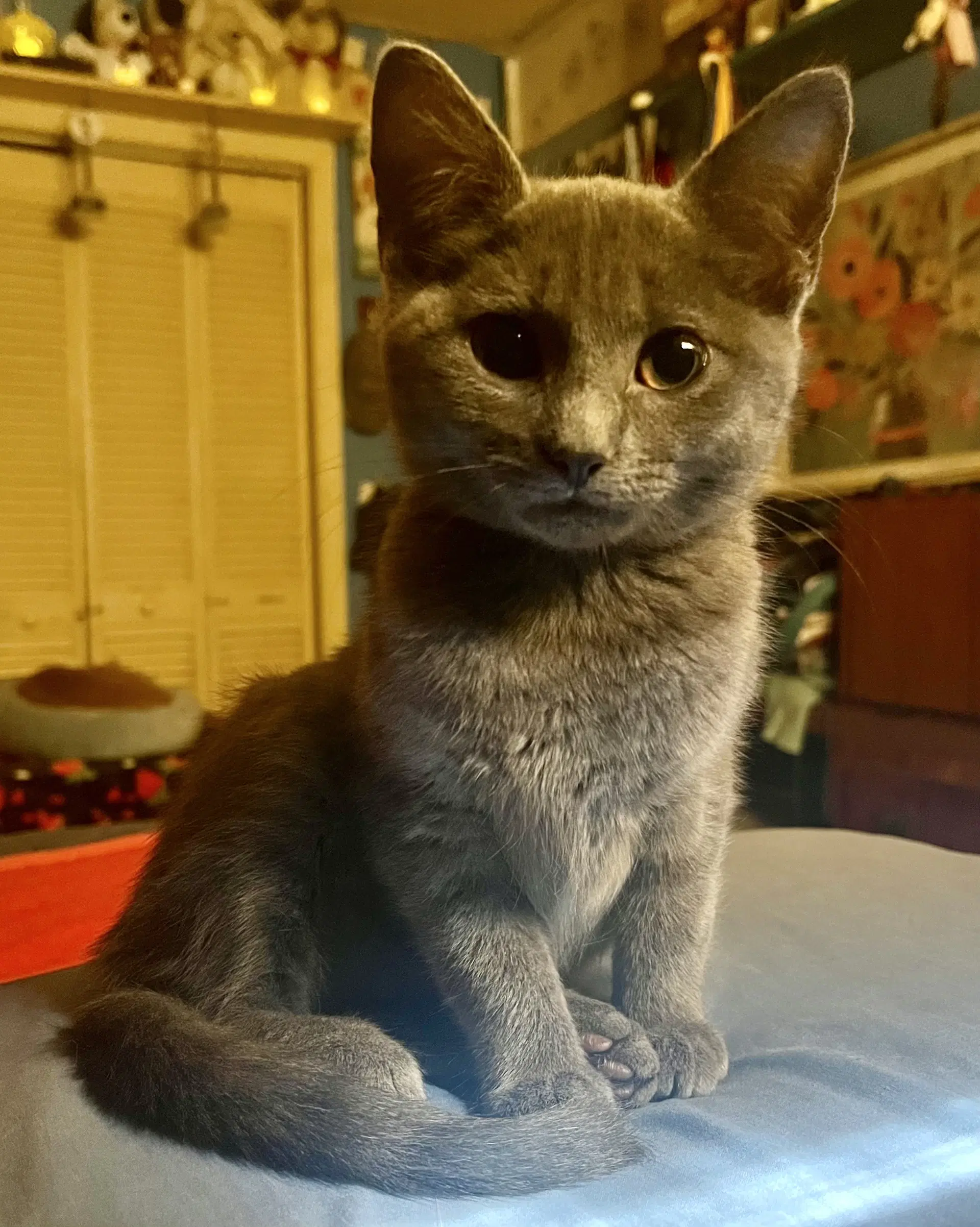 Koa - Russian Blue