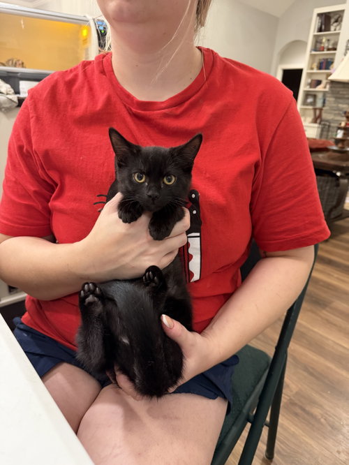 Blinx (available for pre-adoption), Domestic Short Hair, cat for adoption in Rock Hill, South Carolina